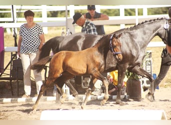 Deutsches Reitpony, Hengst, Fohlen (04/2026), Dunkelbrauner