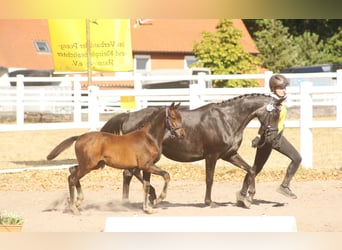 Deutsches Reitpony, Hengst, Fohlen (04/2026), Dunkelbrauner