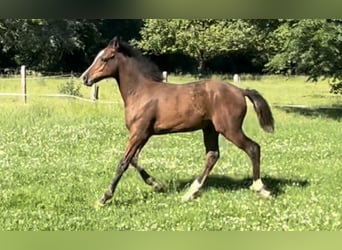 Deutsches Reitpony, Hengst, Fohlen (03/2024), Dunkelbrauner