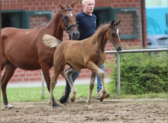 Deutsches Reitpony, Hengst, Fohlen (05/2024), Dunkelbrauner