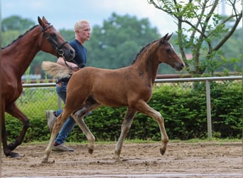 Deutsches Reitpony, Hengst, Fohlen (05/2024), Dunkelbrauner