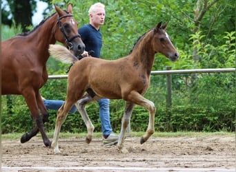 Deutsches Reitpony, Hengst, Fohlen (05/2024), Dunkelbrauner