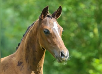 Deutsches Reitpony, Hengst, Fohlen (05/2024), Dunkelbrauner