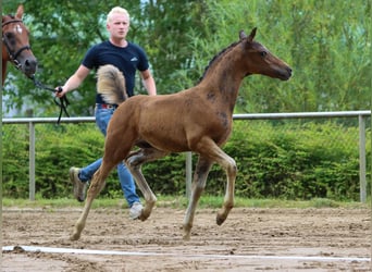 Deutsches Reitpony, Hengst, Fohlen (05/2024), Dunkelbrauner