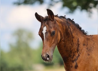 Deutsches Reitpony, Hengst, Fohlen (05/2024), Dunkelbrauner