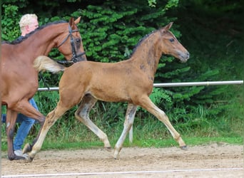 Deutsches Reitpony, Hengst, Fohlen (05/2024), Dunkelbrauner