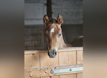Deutsches Reitpony, Hengst, , Dunkelbrauner