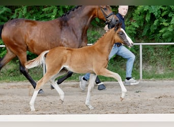 Deutsches Reitpony, Hengst, Fohlen (04/2026), Dunkelfuchs
