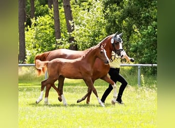 Deutsches Reitpony, Hengst, Fohlen (03/2026), Dunkelfuchs