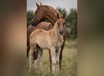 Deutsches Reitpony, Hengst, Fohlen (05/2025), Dunkelfuchs