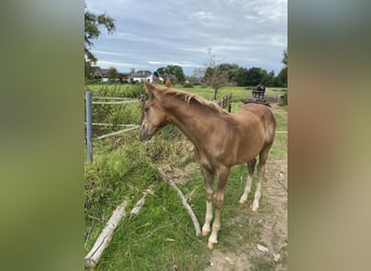 Deutsches Reitpony, Hengst, Fohlen (05/2025), Dunkelfuchs
