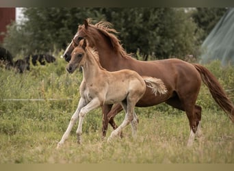 Deutsches Reitpony, Hengst, Fohlen (05/2025), Dunkelfuchs