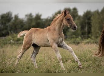 Deutsches Reitpony, Hengst, Fohlen (05/2025), Dunkelfuchs