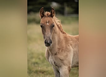 Deutsches Reitpony, Hengst, Fohlen (05/2025), Dunkelfuchs