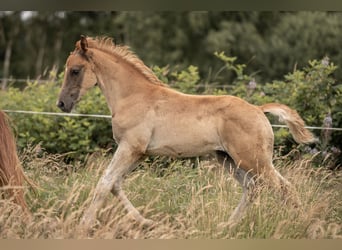 Deutsches Reitpony, Hengst, Fohlen (05/2025), Dunkelfuchs