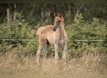 Deutsches Reitpony, Hengst, Fohlen (05/2025), Dunkelfuchs
