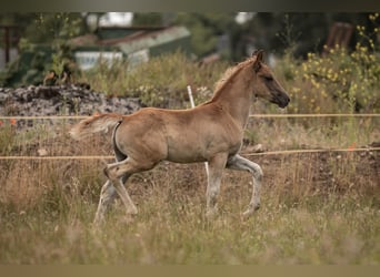 Deutsches Reitpony, Hengst, Fohlen (05/2025), Dunkelfuchs