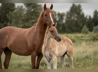 Deutsches Reitpony, Hengst, Fohlen (05/2025), Dunkelfuchs