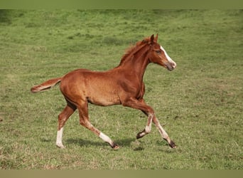 Deutsches Reitpony, Hengst, Fohlen (01/2025), Dunkelfuchs