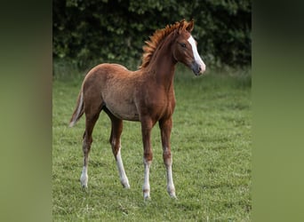 Deutsches Reitpony, Hengst, Fohlen (01/2025), Dunkelfuchs