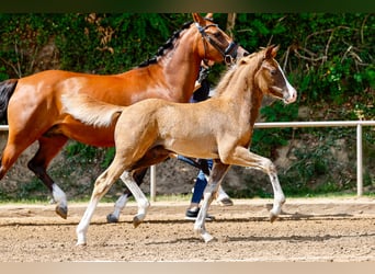 Deutsches Reitpony, Hengst, Fohlen (05/2025), Dunkelfuchs
