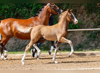 Deutsches Reitpony, Hengst, Fohlen (05/2025), Dunkelfuchs