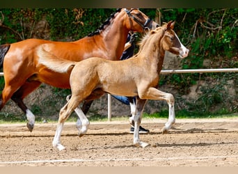 Deutsches Reitpony, Hengst, Fohlen (05/2025), Dunkelfuchs