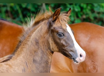 Deutsches Reitpony, Hengst, Fohlen (05/2025), Dunkelfuchs