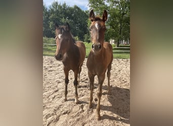 Deutsches Reitpony, Hengst, Fohlen (04/2024), Dunkelfuchs