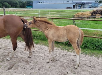 Deutsches Reitpony, Hengst, Fohlen (04/2024), Dunkelfuchs