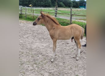 Deutsches Reitpony, Hengst, Fohlen (04/2024), Dunkelfuchs