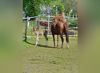 Deutsches Reitpony, Hengst, Fohlen (04/2024), Dunkelfuchs