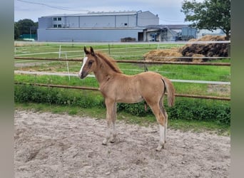 Deutsches Reitpony, Hengst, Fohlen (04/2024), Dunkelfuchs