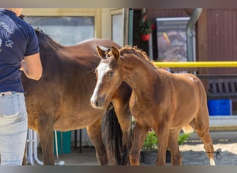 Deutsches Reitpony, Hengst, Fohlen (04/2026), Dunkelfuchs