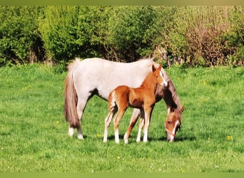 Deutsches Reitpony, Hengst, Fohlen (04/2024), Dunkelfuchs