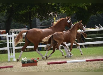 Deutsches Reitpony, Hengst, Fohlen (02/2026), Dunkelfuchs