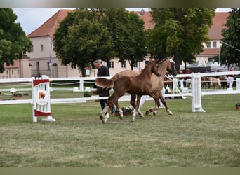 Deutsches Reitpony, Hengst, Fohlen (02/2026), Dunkelfuchs