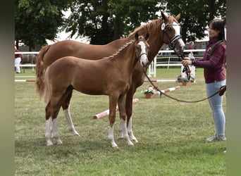 Deutsches Reitpony, Hengst, Fohlen (02/2026), Dunkelfuchs