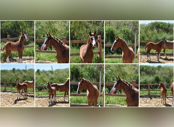 Deutsches Reitpony, Hengst, Fohlen (02/2026), Dunkelfuchs