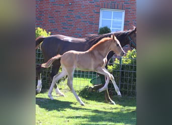 Deutsches Reitpony, Hengst, Fohlen (03/2025), Dunkelfuchs