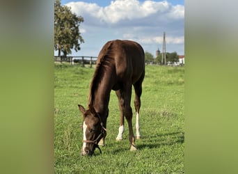Deutsches Reitpony Mix, Hengst, Fohlen (04/2023), Dunkelfuchs