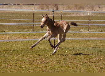 Deutsches Reitpony, Hengst, Fohlen (03/2025), Falbe