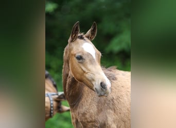 Deutsches Reitpony, Hengst, Fohlen (01/2024), Falbe