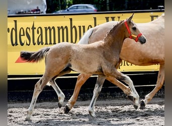 Deutsches Reitpony, Hengst, Fohlen (04/2026), Falbe