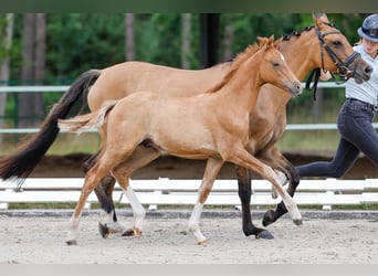 Deutsches Reitpony, Hengst, Fohlen (04/2025), Falbe