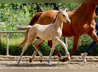 Deutsches Reitpony, Hengst, Fohlen (05/2025), Falbe
