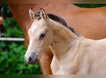 Deutsches Reitpony, Hengst, Fohlen (05/2025), Falbe
