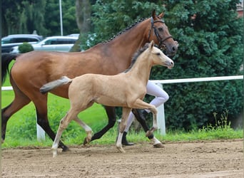 Deutsches Reitpony, Hengst, Fohlen (04/2024), Falbe