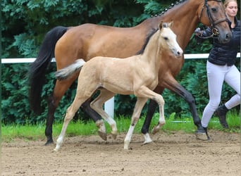 Deutsches Reitpony, Hengst, Fohlen (04/2024), Falbe