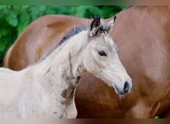 Deutsches Reitpony, Hengst, Fohlen (04/2026), Falbe